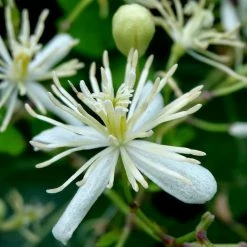 Exoticflora Clematis Gourian - Creepers & Climbers Creepers & Climbers Flowering