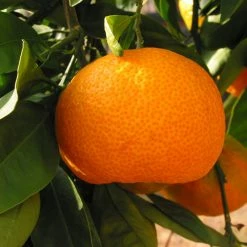 Exoticflora Orange-Kinnow(Grafted)- Fruit Plants & Tree Grafted Fruit Plants