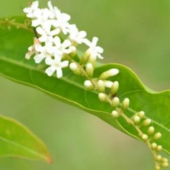 Exoticflora Perfuming Flowering Plants Fiddlewood Tree / Brindhavan Champa - Avenue Trees