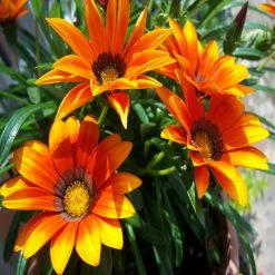 Exoticflora Gazania Orange- SEASONALS