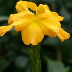 Exoticflora Crossandra Yellow - Flowering Plants