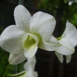 Exoticflora Dendrobium Orchid White - Flowering Plants