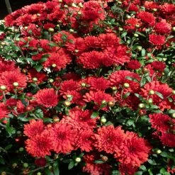 Exoticflora Chrysanthemum Dark Red - SEASONALS