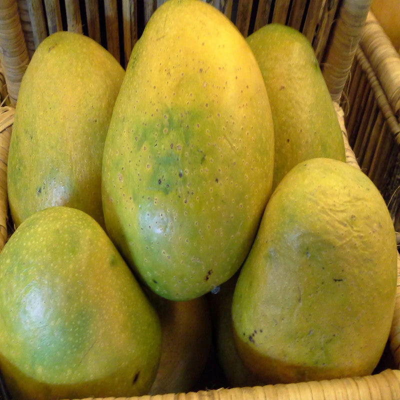 Exoticflora Grafted Fruit Plants Mango Himayat(Grafted)- Fruit Plants & Tree 1 Exoticflora Grafted Fruit Plants Mango Himayat(Grafted)- Fruit Plants & Tree