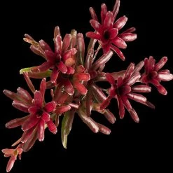 Exoticflora Neoregelia Fire Ball - Indoor Plants