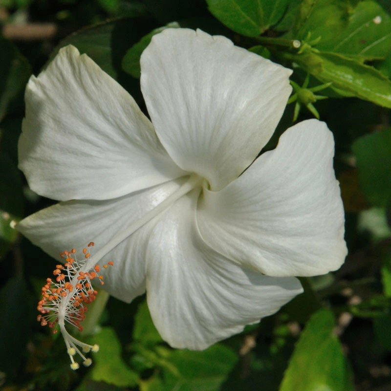 Exoticflora Hibiscus White Desi - Flowering Plants 1 Exoticflora Hibiscus White Desi - Flowering Plants