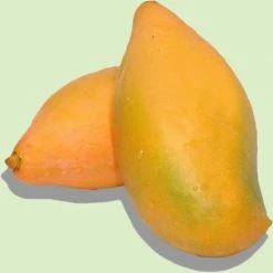 Exoticflora Grafted Fruit Plants Totapuri Mango(Grafted) - Fruit Plants & Tree