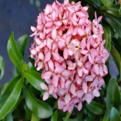 Exoticflora Ixora Mini Dwarf Pink - Flowering Plants Year Round Flowering Plants