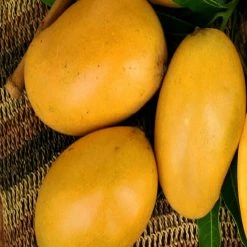 Exoticflora Mango Mallika(Grafted)- Fruit Plants & Tree