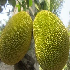 Exoticflora Grafted Fruit Plants Jack Fruit-Honey Panasa(Grafted) - Fruit Plants & Tree