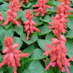 Exoticflora Salvia Pink - SEASONALS