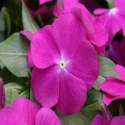 Exoticflora Year Round Flowering Plants Periwinkle Purple -SEASONALS