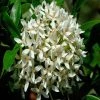 Exoticflora Year Round Flowering Plants Ixora Mini Dwarf White - Flowering Shrubs