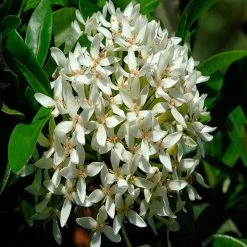 Exoticflora Year Round Flowering Plants Ixora Mini Dwarf White - Flowering Shrubs