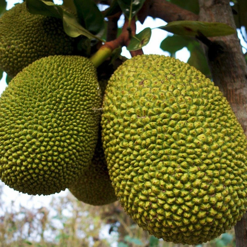 Exoticflora Grafted Fruit Plants Jack Fruit-Gumless Panasa(Grafted) - Fruit Plants & Tree 1 Exoticflora Grafted Fruit Plants Jack Fruit-Gumless Panasa(Grafted) - Fruit Plants & Tree