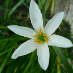 Exoticflora Rain Lily White - Flowering Plants Flowering Plants For Balcony