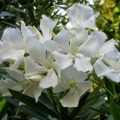 Exoticflora Nerium Mini White Single - Flowering Shrubs Year Round Flowering Plants
