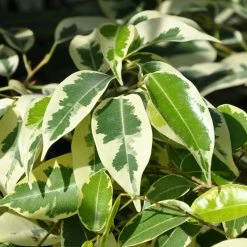 Exoticflora Ficus Benjamina Starlight - Indoor/Outdoor Ornamental Plants Indoor Plants