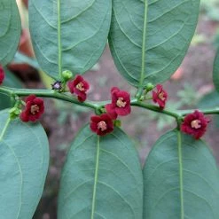 Exoticflora Medicinal Plants Multivitamin Plant - Herb Plants
