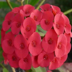 Exoticflora Euphorbia Milii/Crown Of Thorns New Hybrids Red- Cacti & Succulant Flowering Plants For Balcony