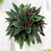 Exoticflora Peperomia Rosso -Gift Plants