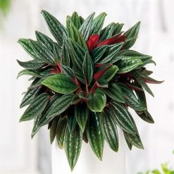 Exoticflora Peperomia Rosso -Gift Plants