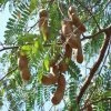 Exoticflora Tamarind-PKM (Grafted)- Fruit Plants & Tree All Fruit Plants