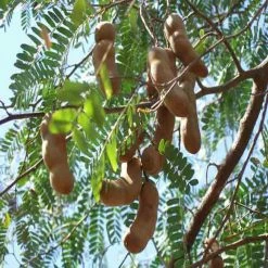 Exoticflora Tamarind-PKM (Grafted)- Fruit Plants & Tree All Fruit Plants