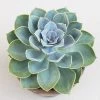 Exoticflora Indoor Plants Echeveria Pearl Of Nuremberg-Succulents