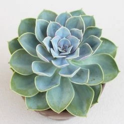 Exoticflora Indoor Plants Echeveria Pearl Of Nuremberg-Succulents