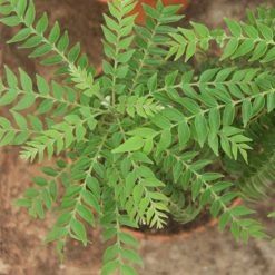 Exoticflora Thaiwan Curry Leaf - Herbs Kitchen Plants & Spice Plants