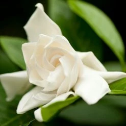 Exoticflora Gardenia/Jasmine Rose Regular - Top Perfuming - Fragrant Plants Year Round Flowering Plants