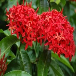 Exoticflora Year Round Flowering Plants Ixora Singapuri-hybrid-red - Flowering Shrubs