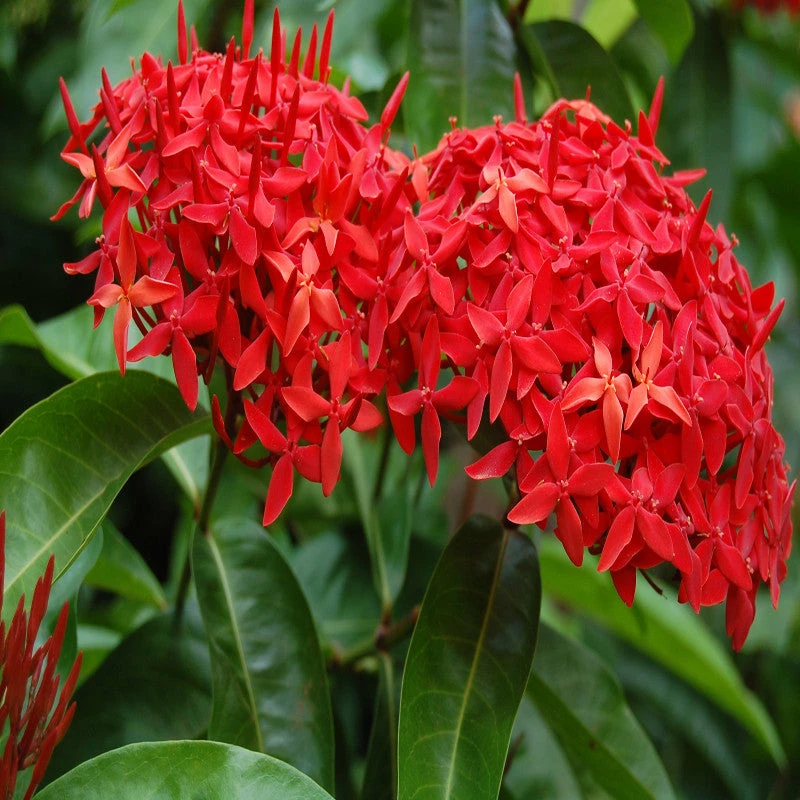 Exoticflora Year Round Flowering Plants Ixora Singapuri-hybrid-red - Flowering Shrubs 2 Exoticflora Year Round Flowering Plants Ixora Singapuri-hybrid-red - Flowering Shrubs