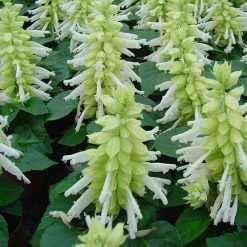 Exoticflora Salvia White - SEASONALS