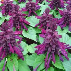 Exoticflora Salvia Purple- SEASONALS
