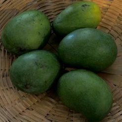 Exoticflora Mango Neelam(Grafted) - Fruit Plants & Tree