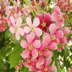 Exoticflora Rangoon Creeper - Creepers & Climbers