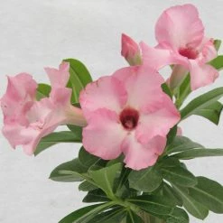 Exoticflora Adenium Baby Pink - Flowering Plants Year Round Flowering Plants
