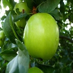 Exoticflora Apple Green (Grafted) - Fruit Plants & Tree Grafted Fruit Plants