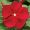 Exoticflora Periwinkle Red- SEASONALS Year Round Flowering Plants