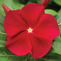 Exoticflora Periwinkle Red- SEASONALS Year Round Flowering Plants