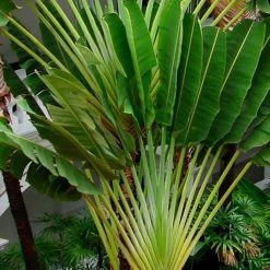 Exoticflora Traveller Palm - Palms