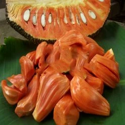Exoticflora Jack Fruit Red/Red Panasa (Grafted)- Fruit Plants