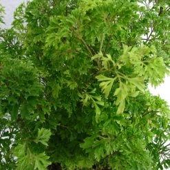 Exoticflora Aralia Fern Leaf - Indoor Plants