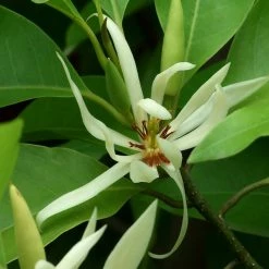 Exoticflora White Champaca / Magnolia Alba (Grafted) - Perfuming Plants