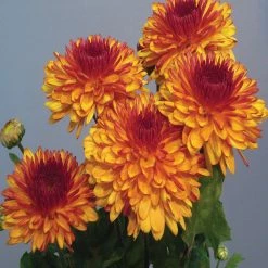 Exoticflora Chrysanthemum Orange - SEASONALS All Flowering Plants