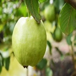Exoticflora Thailand-Guava - Fruit Plants & Tree Grafted Fruit Plants 5 Exoticflora Thailand-Guava - Fruit Plants & Tree Grafted Fruit Plants