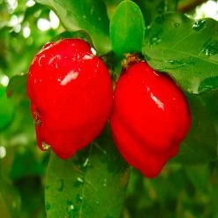 Exoticflora Barbados Cherry -Fruit Plants & Tree