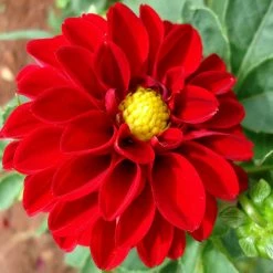 Exoticflora Dahlia Dwarf Red - SEASONALS All Flowering Plants